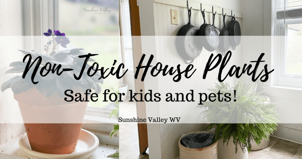non-toxic house plants - Sunshine Valley WV