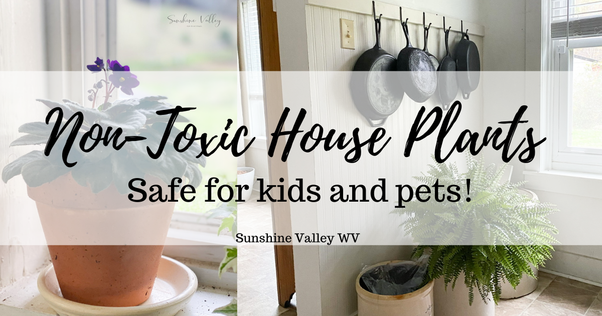 10 Non-Toxic House Plants Safe for Kids and Pets - Sunshine Valley