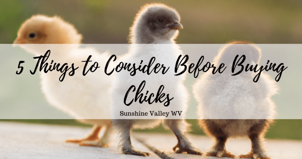 before buying chicks - Sunshine Valley WV