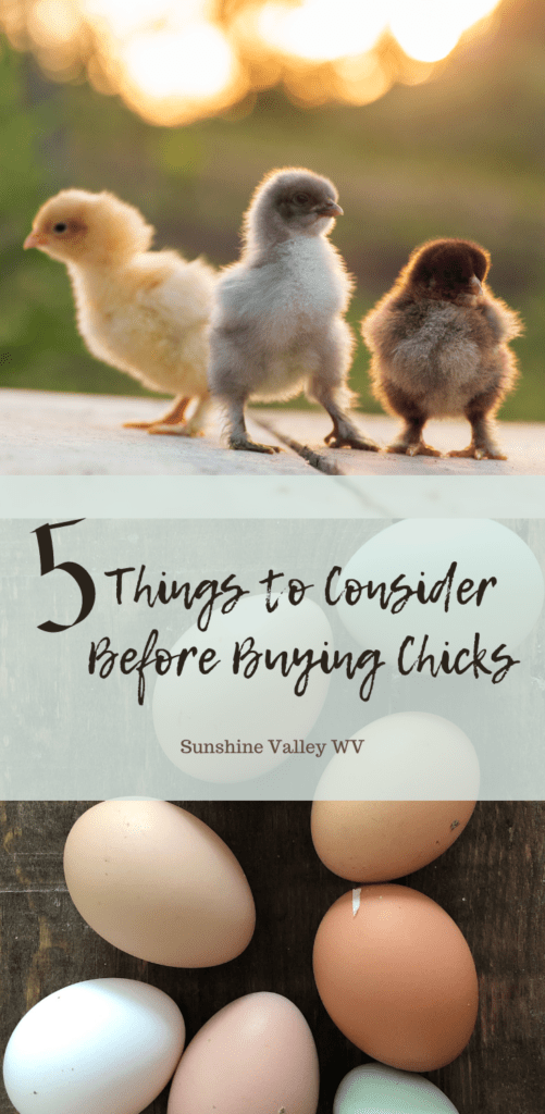 before buying chicks - Sunshine Valley WV