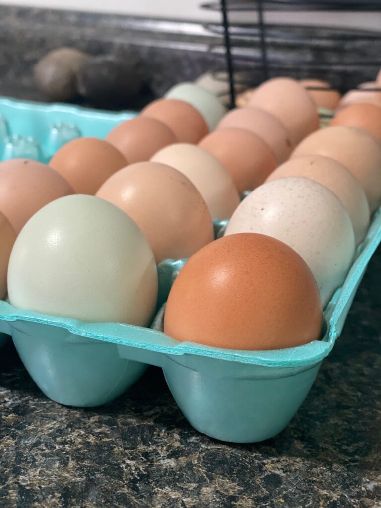 before buying chicks - Sunshine Valley WV