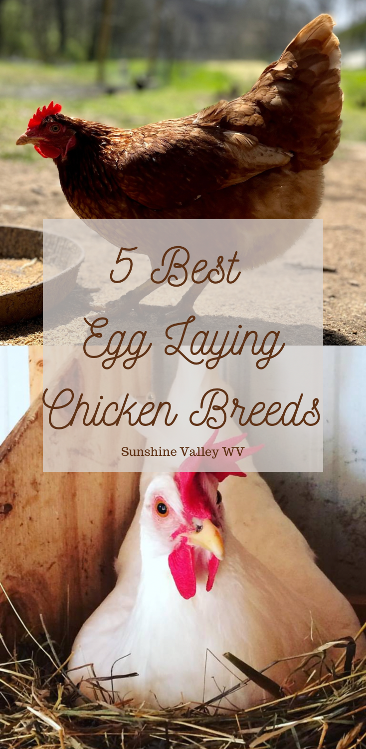 A closer look at Easy To Tame Egg Laying Chicken Breeds