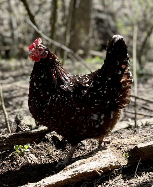 Picture of Top 5 Best Egg Laying Chicken Breeds - Sunshine Valley