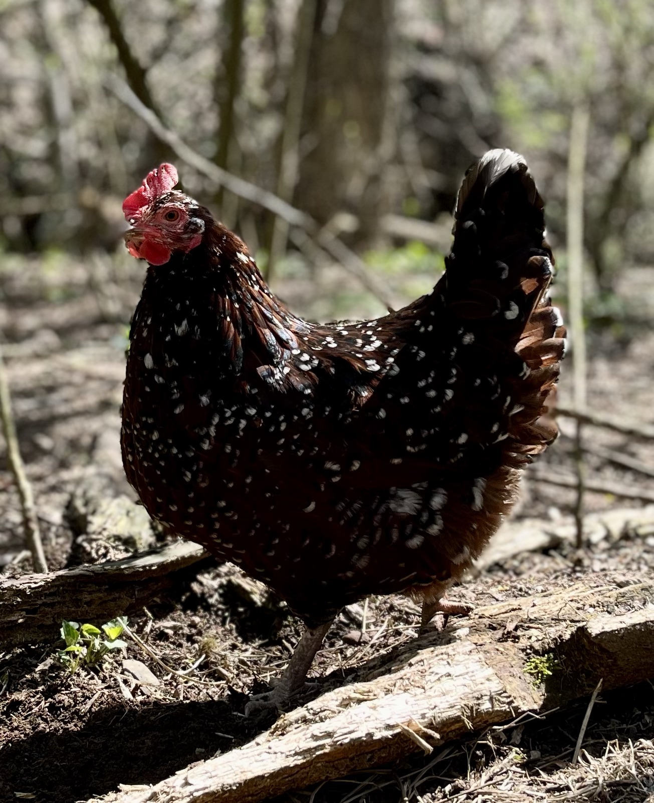 Picture of Top 5 Best Egg Laying Chicken Breeds - Sunshine Valley