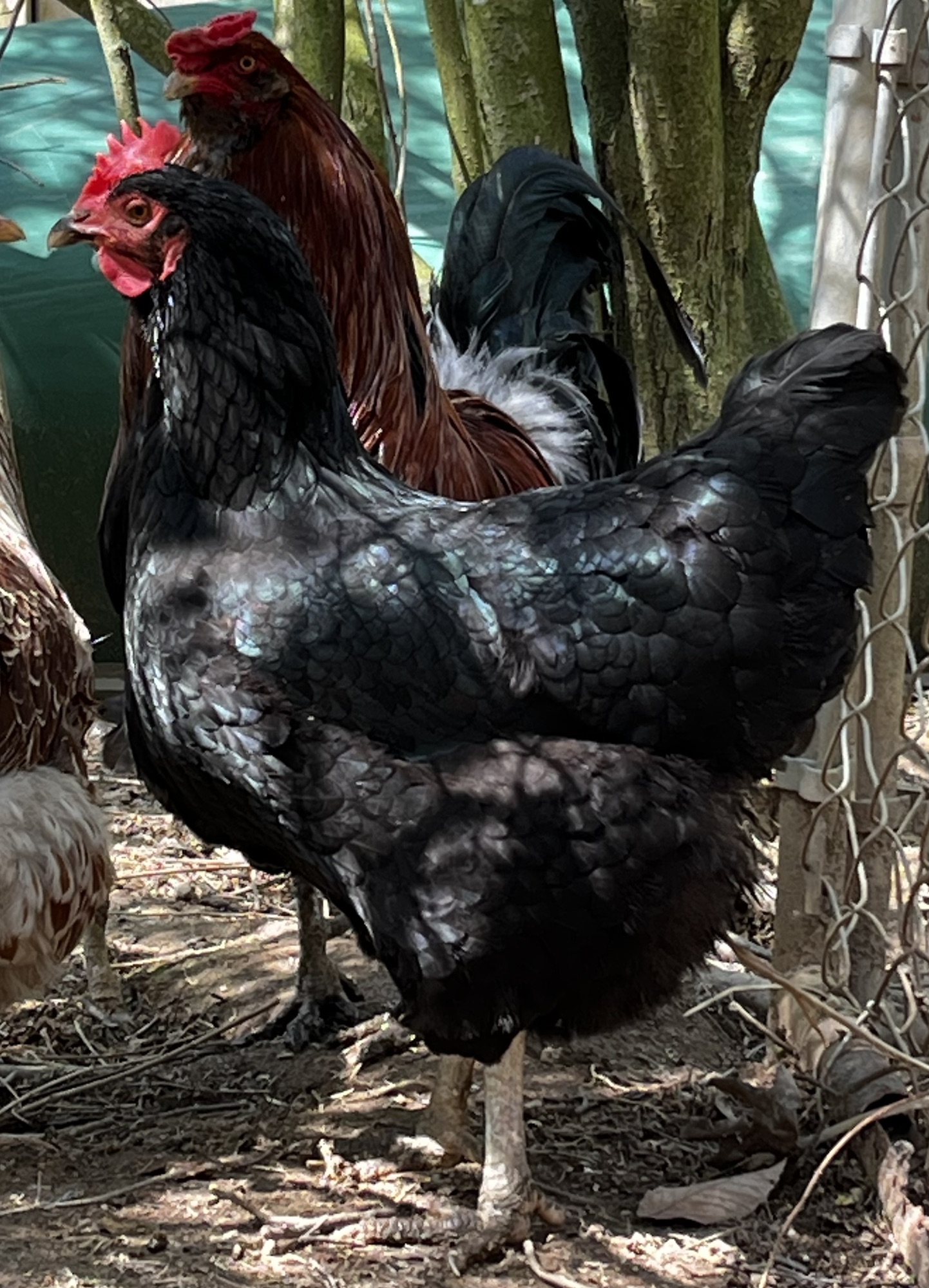 A closer look at Best Egg Laying Breeds For Small Flock
