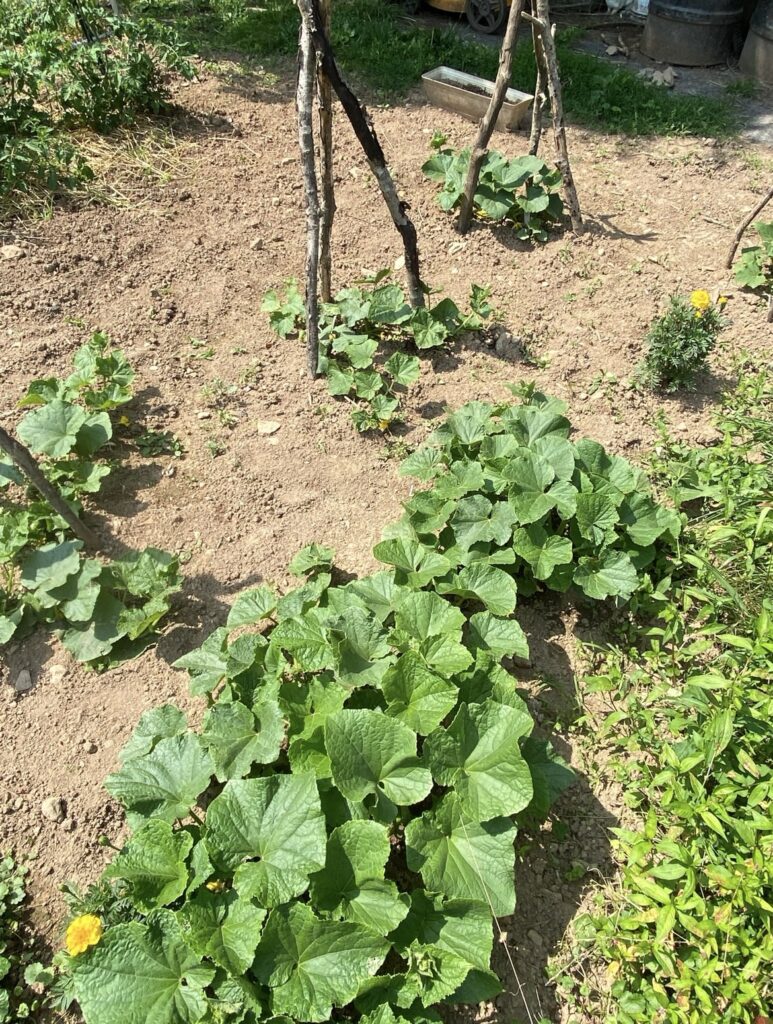 How To Prepare Your Garden for Planting 5 Prepare Your Garden - Sunshine Valley WV