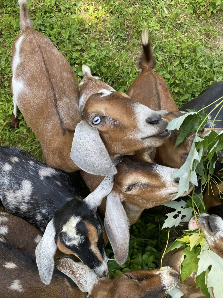 Old-Fashioned Homemaking | From-Scratch Recipes and Faith 33 how to cook with cast iron - Sunshine Valley WV
