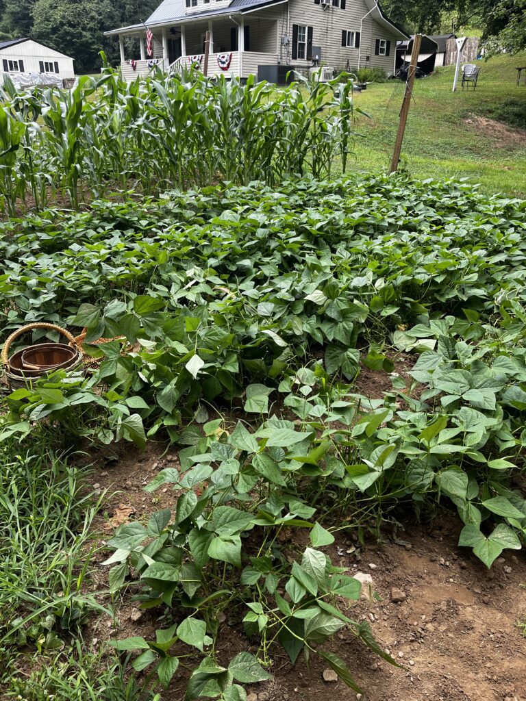 simple kitchen garden

