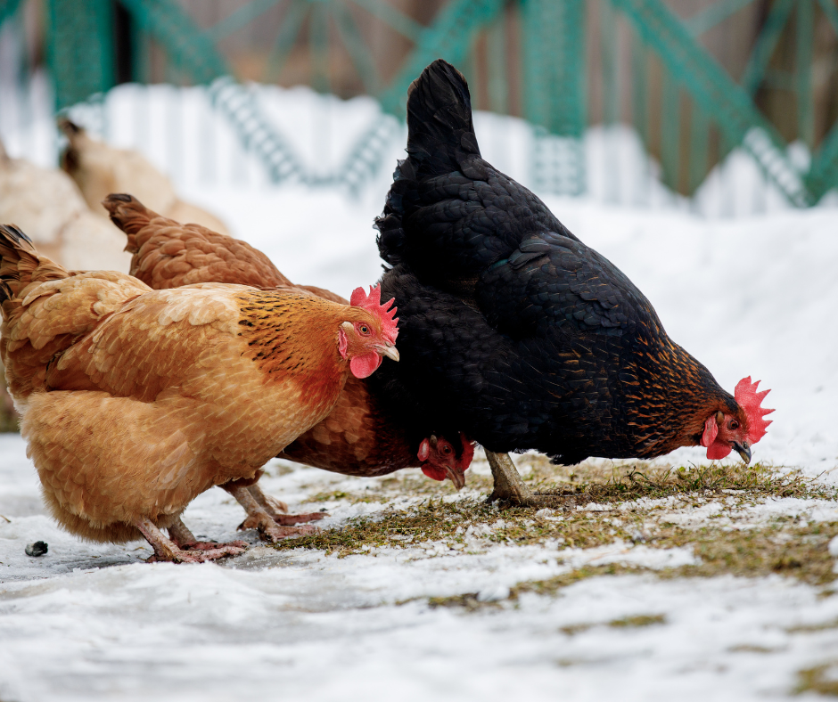 Simple Old-Fashioned Winter Chicken Care