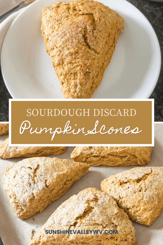 Sourdough Discard Pumpkin Scones | Easy Fall Recipe 9 sourdough discard pumpkin scones - Sunshine Valley WV